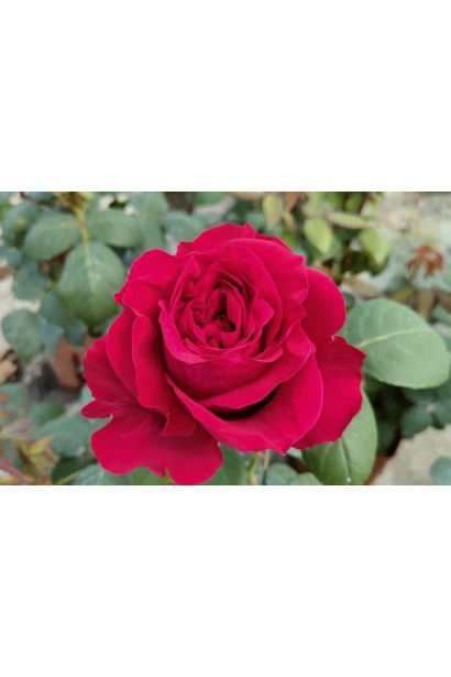 Роза красная 4-х Ветров